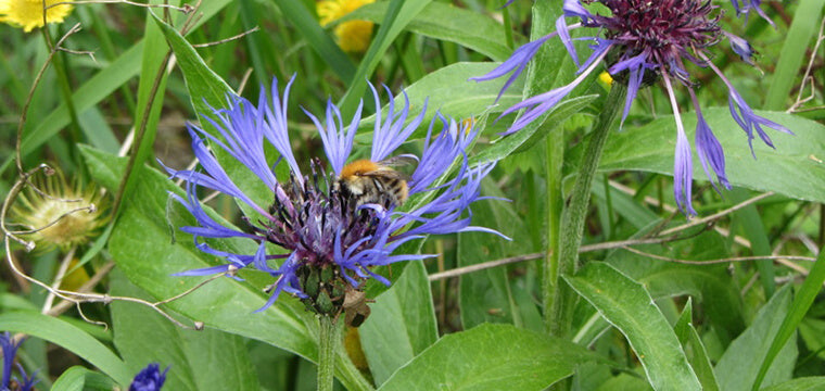 Ansiedlung von 150 Wild- und Honigbienen in Frankfurt am Main