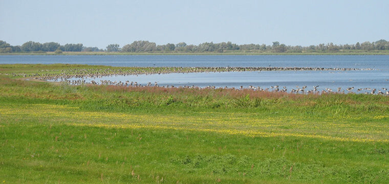 2 m² of meadow at Gülper See will be protected for endangered species