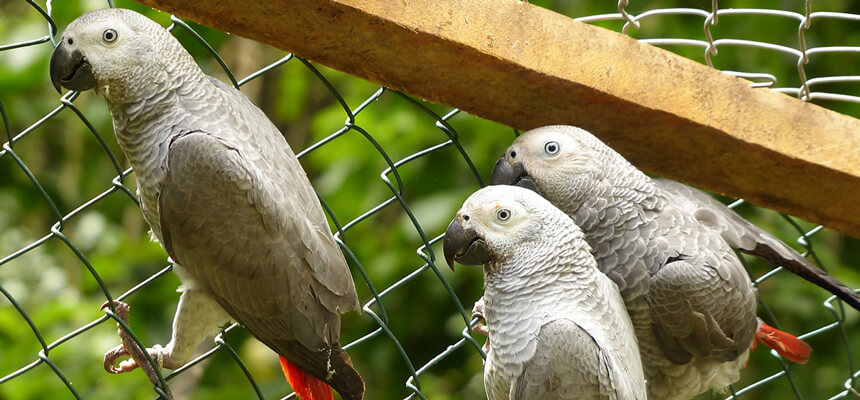 Three injured African grey parrots are being cared for in Cameroon|Three injured African grey parrots are being cared for in Cameroon