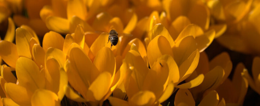 Ein Zuhause für 75 Bienen in den Streuobstwiesen Deutschlands