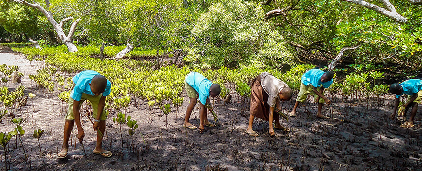 A mangrove seedling is planted on Kenya's coast