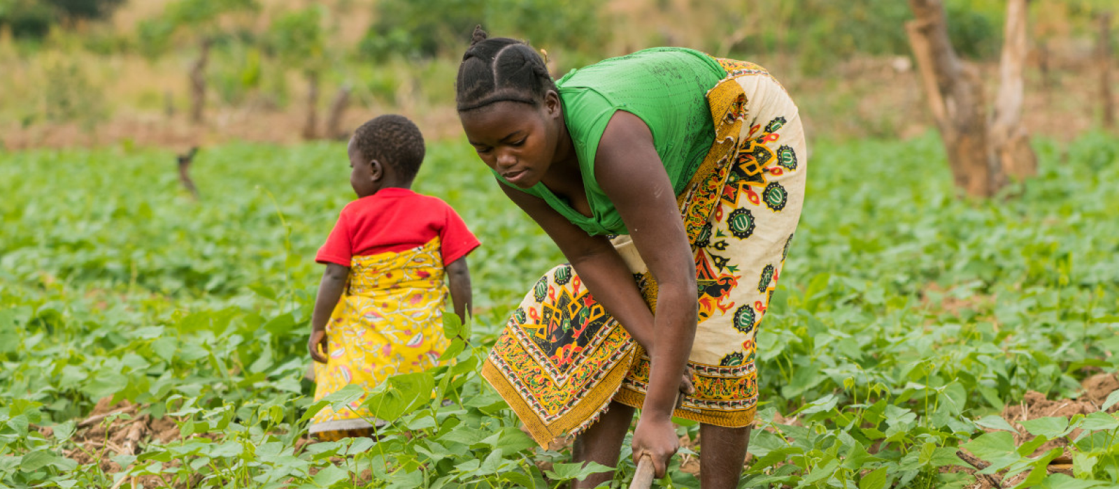 30 grams of seeds of old varieties for a farming family in Mozambique
