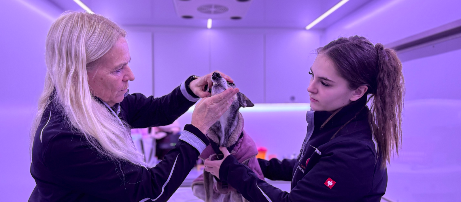 An examination and worming treatment for a pet in and around Cologne