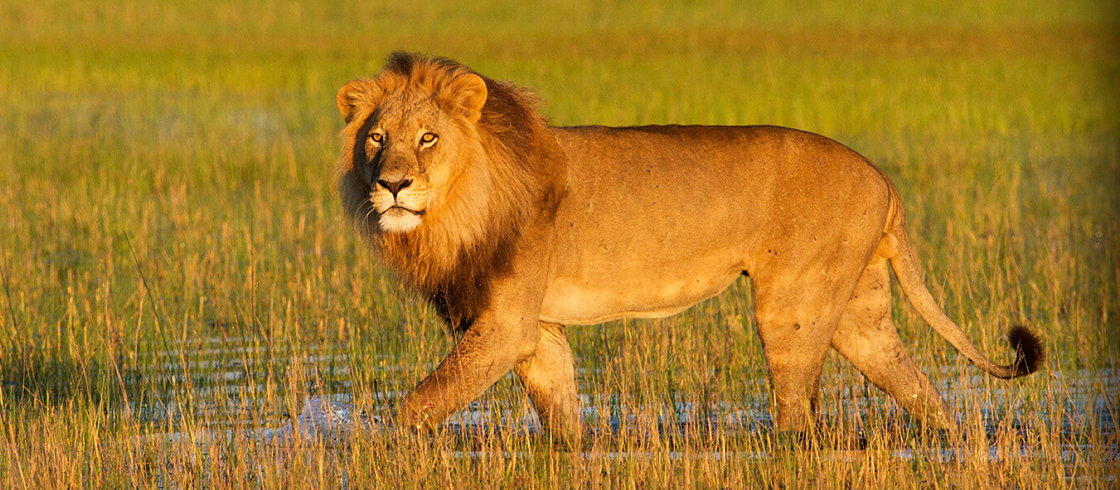2500 m² of secure habitat for lions for one year in Botswana