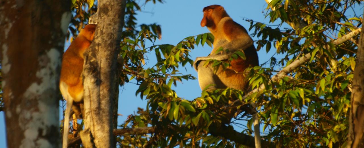 5 m² verödete Palmölplantage werden in Malaysia renaturiert