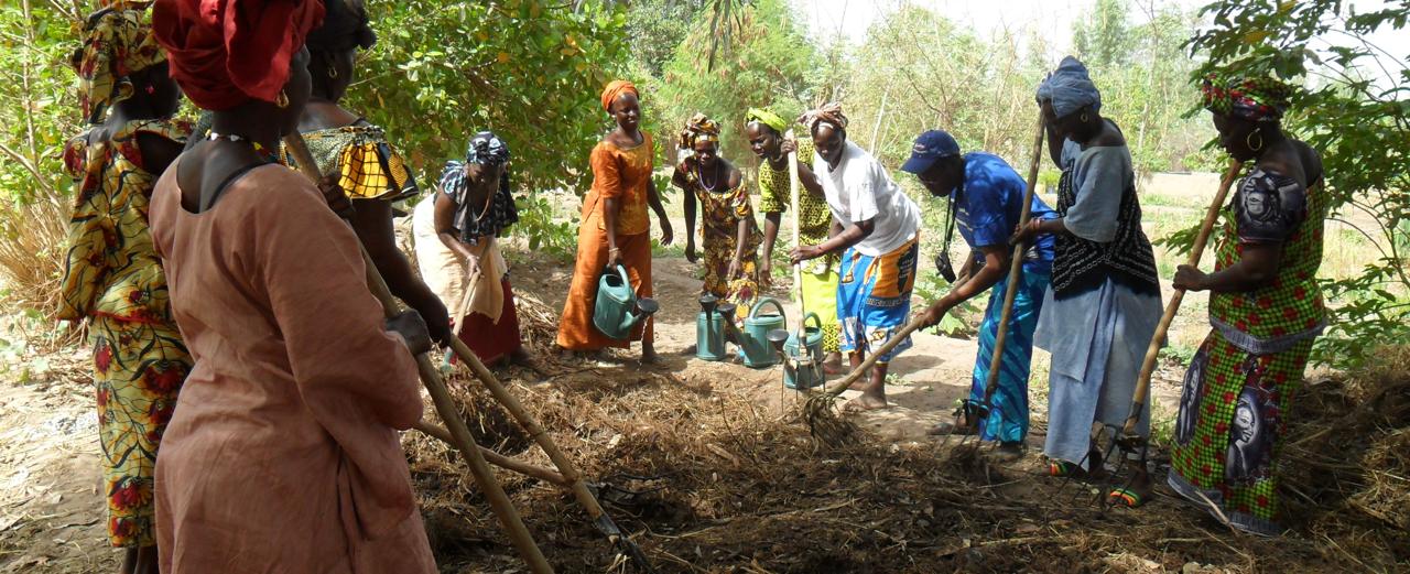 Ein Baumsetzling zur Wiederaufforstung im Senegal
