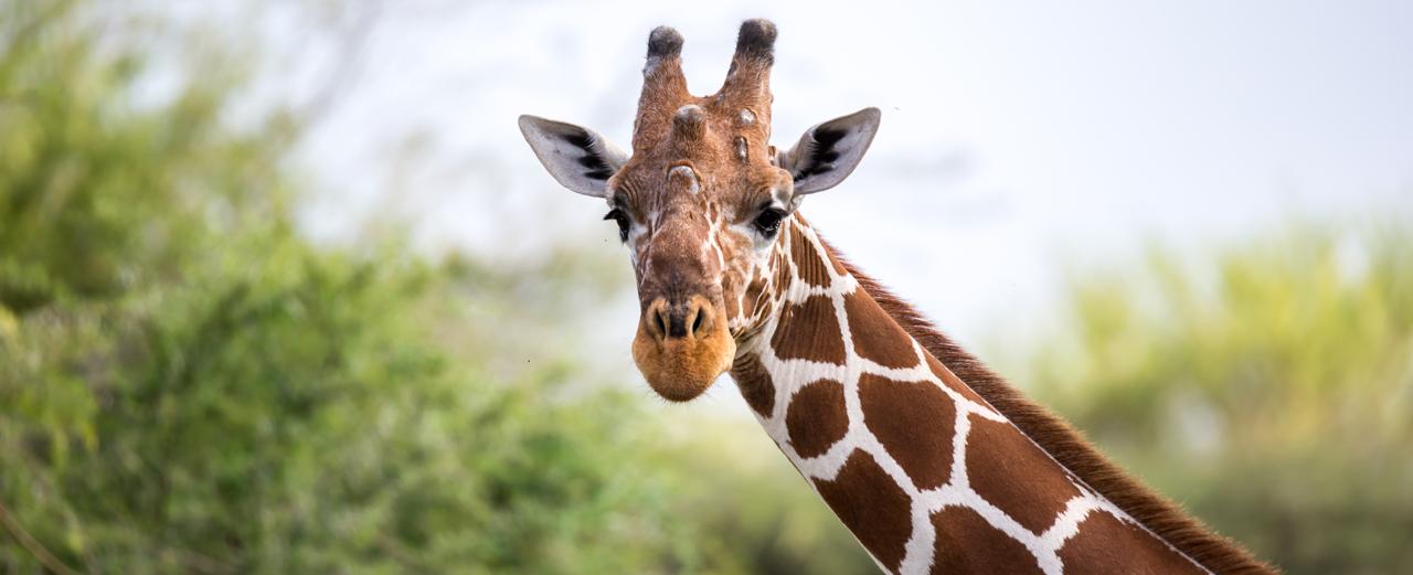 15 Minuten Wildhüter-Einsatz für Giraffen und Elefanten in Kenia