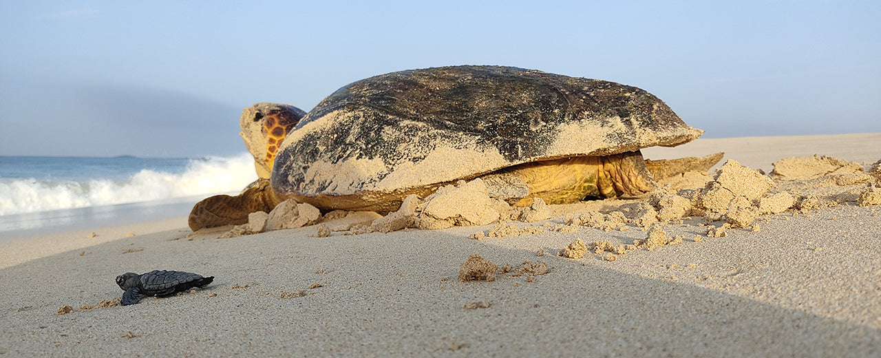12 sea turtle eggs are protected in Cape Verde