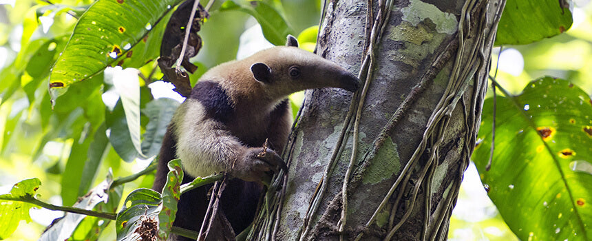 A tree is planted to protect anteaters in Costa Rica