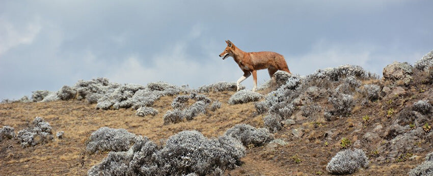 Tollwutimpfstoff zum Schutz des Äthiopischen Wolfs