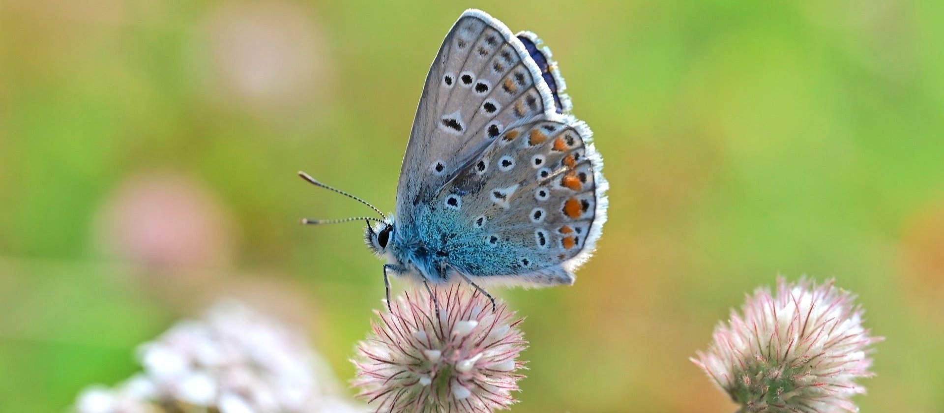 1m² of paradise for insects in the Middle Rhine Valley