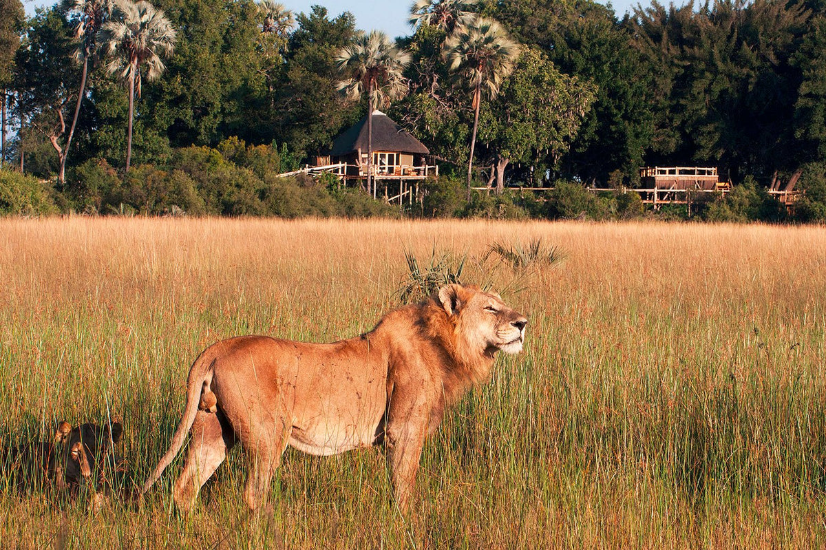 Löwe in der Savanne