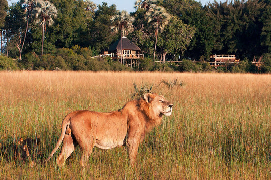 Löwe in der Savanne