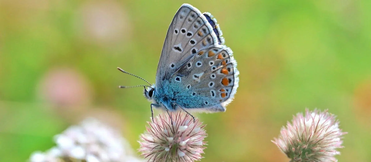 Schmetterling