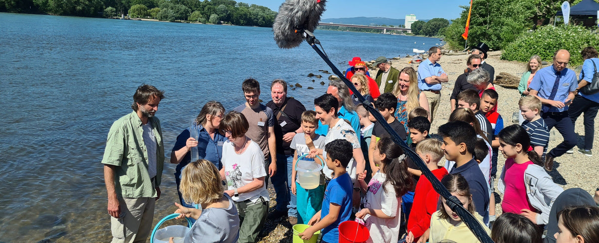 Maifisch Rhein: Junge Maifische werden bei Köln ausgewildert