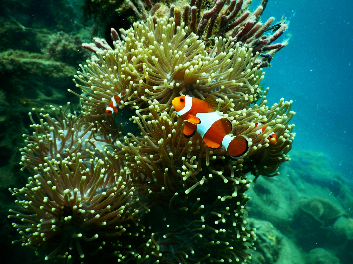 Projekt-Spotlight: Under the Sea - Meeresschutz in Aktion