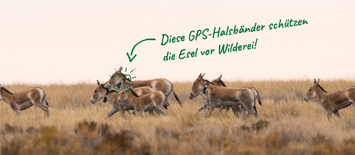 De Tag 6