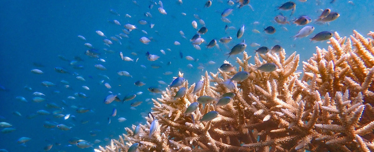 Korallenriff mit Fischen – Projektfoto aus dem Kalender 2025