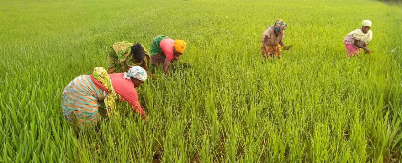4 m² Reisfeld für eine Batwa-Familie in Burundi