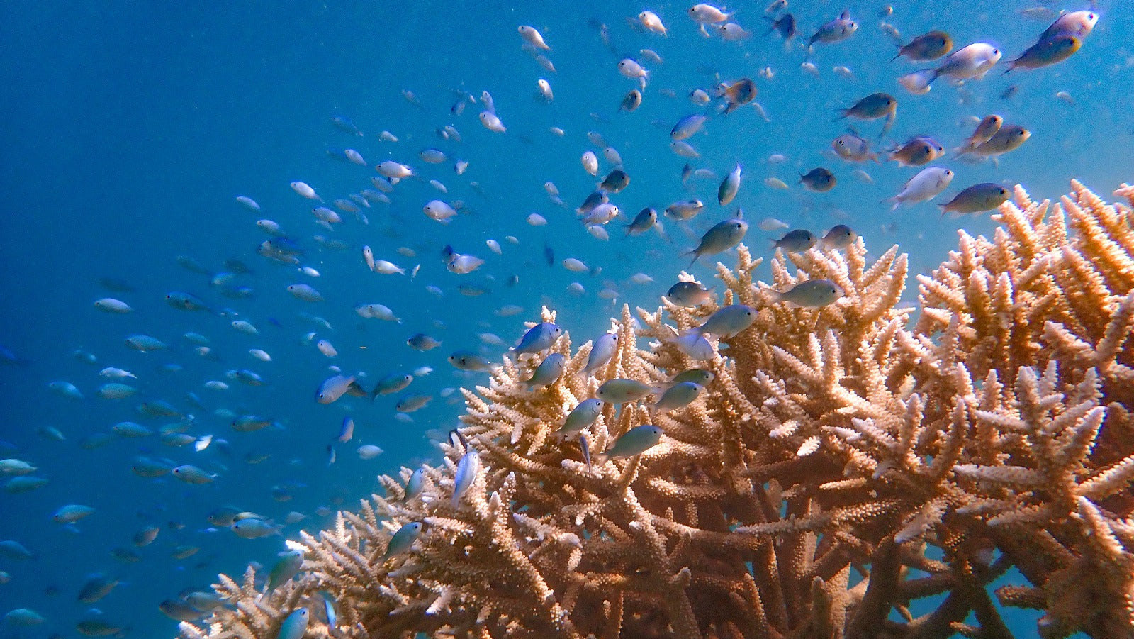 1 Koralle in Indonesien pflanzen