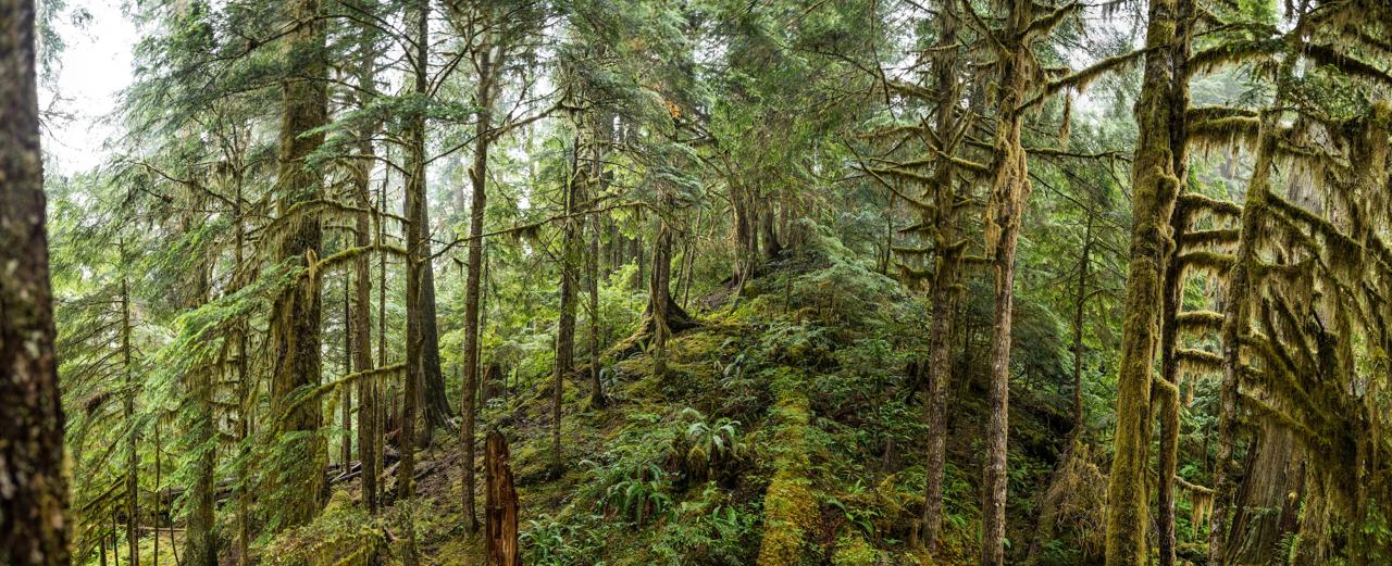 1 m² Urwald wird in Kanada geschützt
