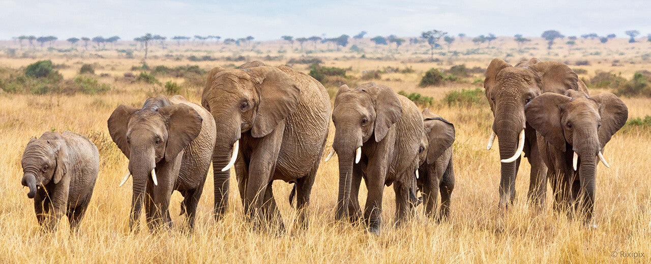 25 Minuten Einsatz gegen Wilderei in Côte d’Ivoire