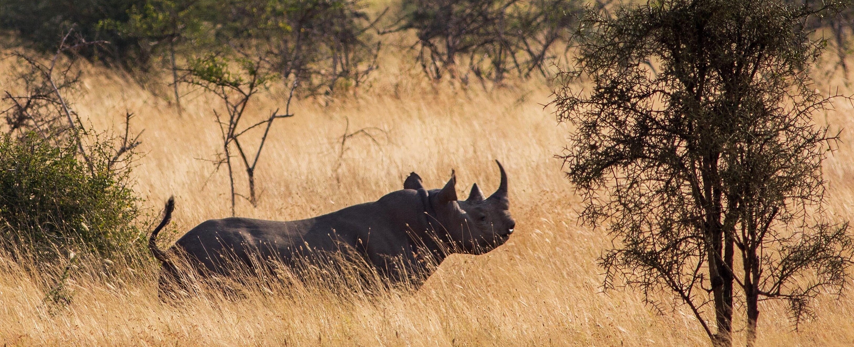 755 m² protected area for endangered black rhinos in Kenya