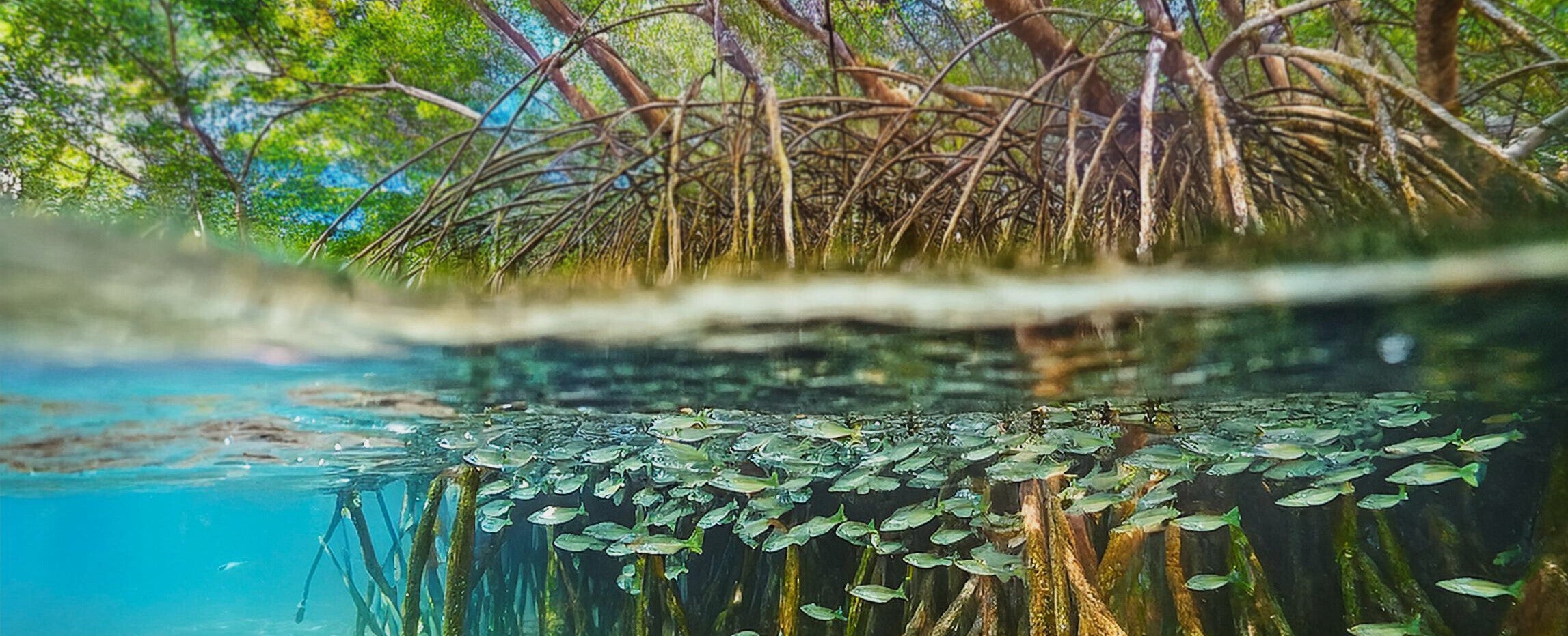 1 m² Aufforstung mit Mangroven an der philippinischen Küste