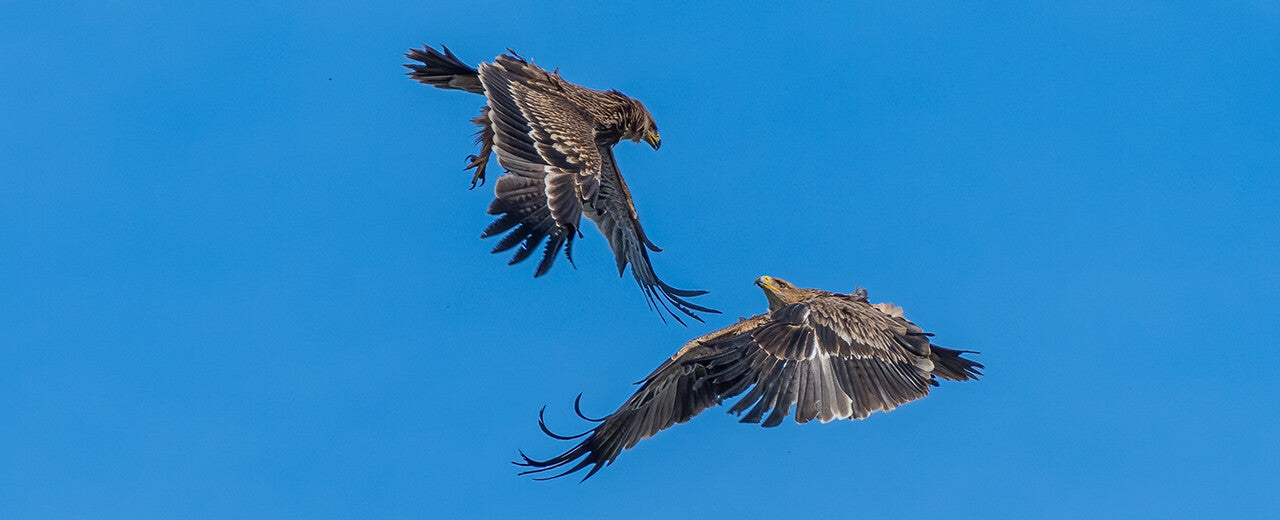 27 Ortungen von gefährdeten Kaiseradlern in Österreich